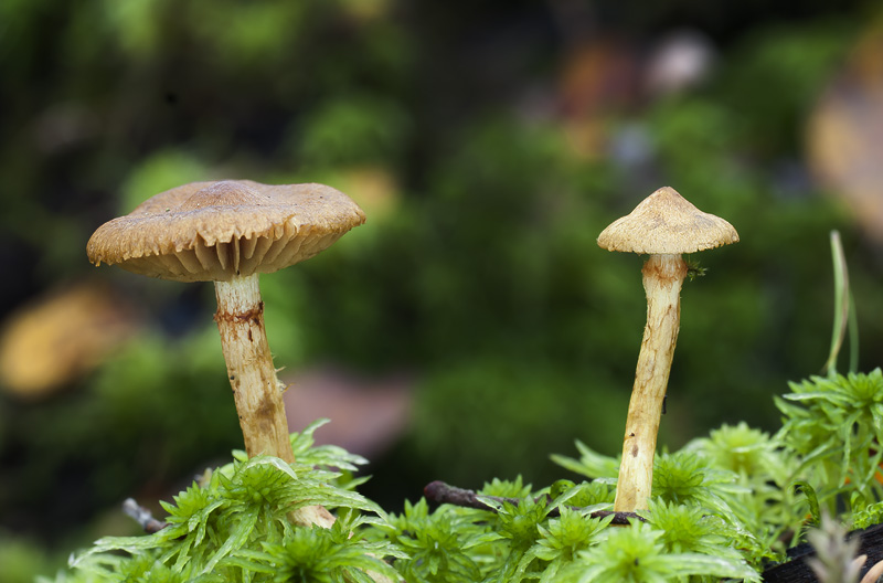 Cortinarius cinnamomeoluteus